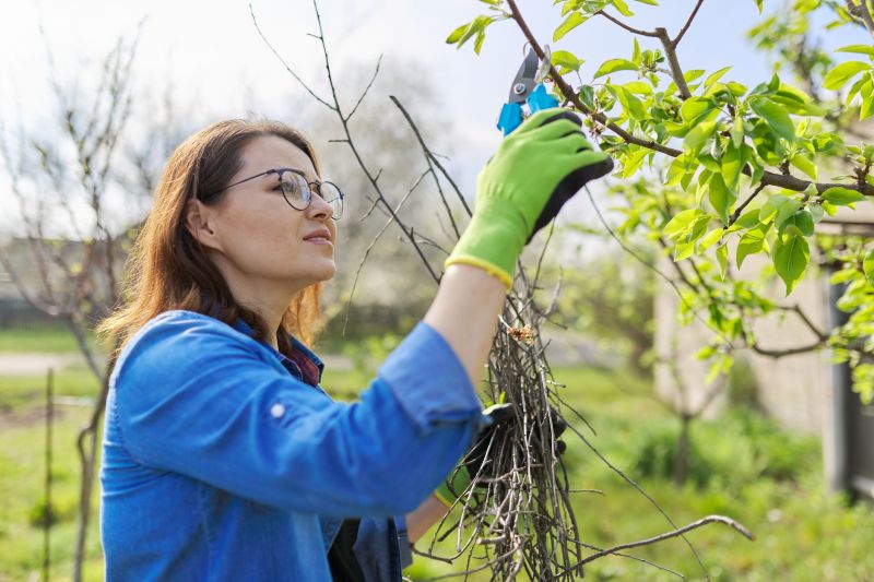 Bradford Pear Tree Pruning in Aiken, SC