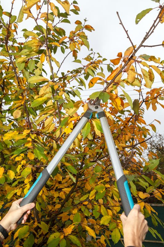 Branches Pruning in San Jose, CA