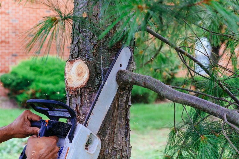 Branches Pruning in Aiken, SC