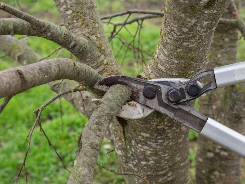 Branches Pruning in Aiken, SC