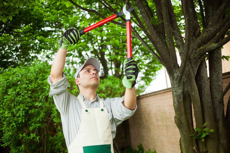Branches Pruning in Doylestown, PA