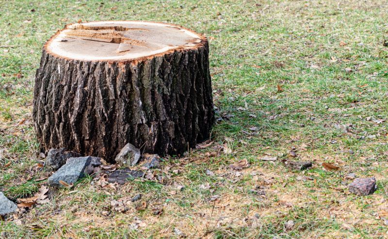 Bush Stump Grinding in Aiken, SC