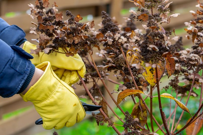 Butterfly Bush Pruning in Rockwall, TX