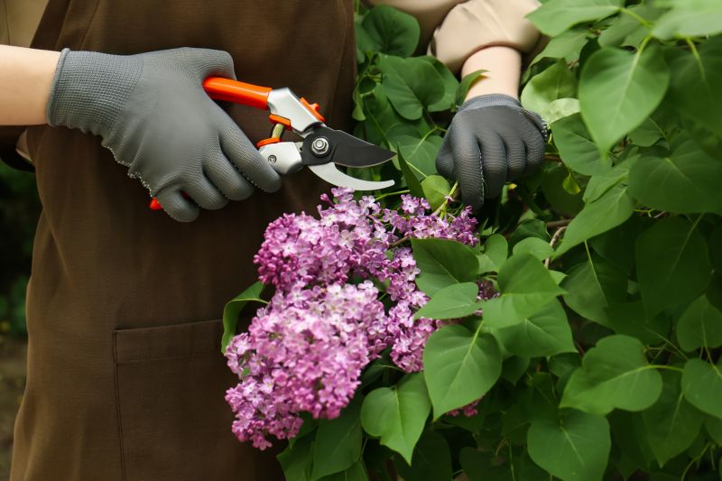 Butterfly Bush Pruning in Ventura County, CA