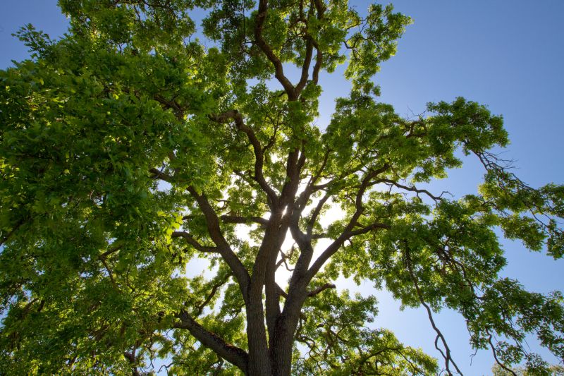 Canopy Pruning in Pottstown, PA