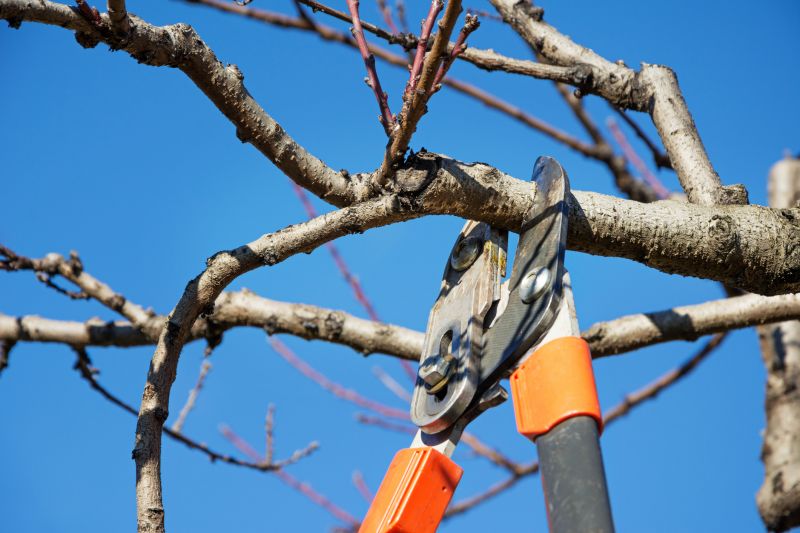 Canopy Pruning in Reno, NV