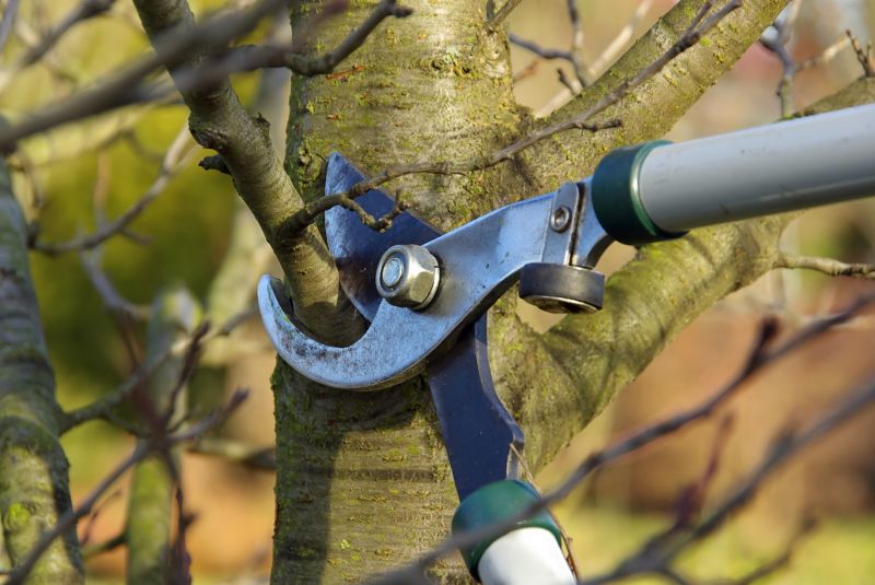 Canopy Pruning in Doylestown, PA