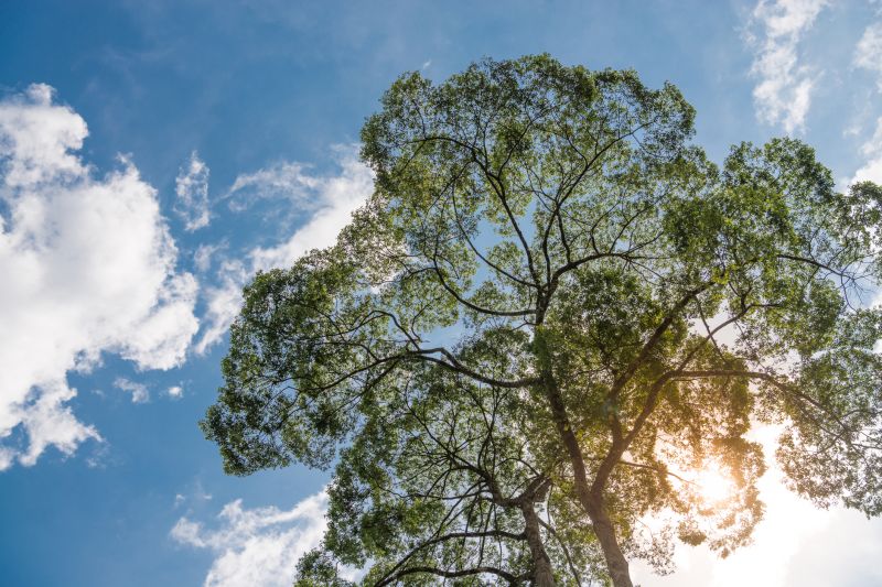 Canopy Pruning in Allentown, PA