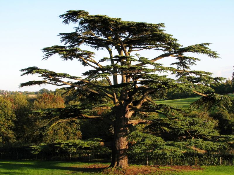 Cedar Tree Pruning in Reno, NV