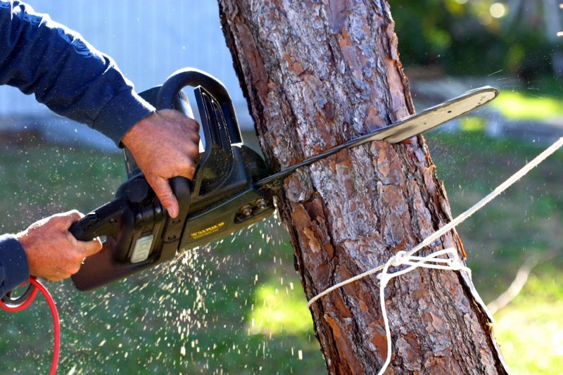 Cherry Tree Removal in Allentown, PA