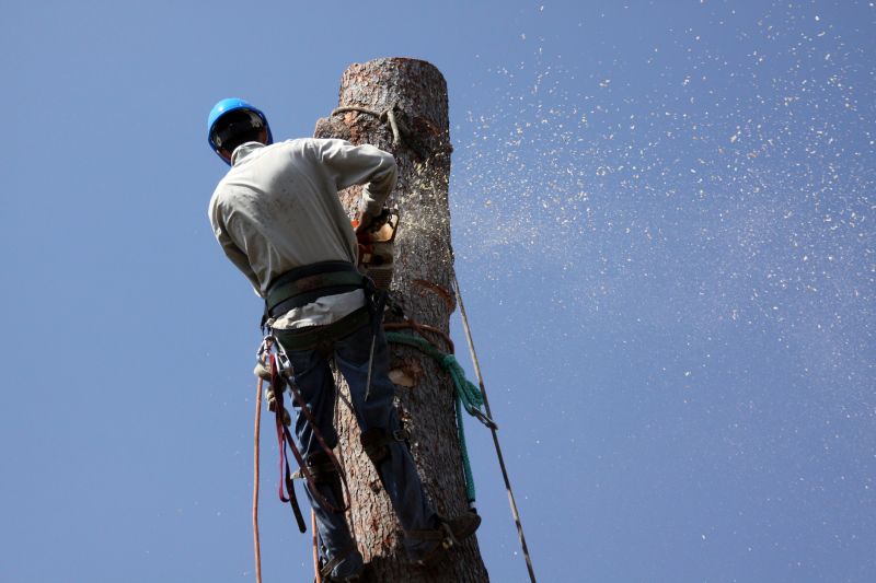 Commercial Tree Removal in Reno, NV