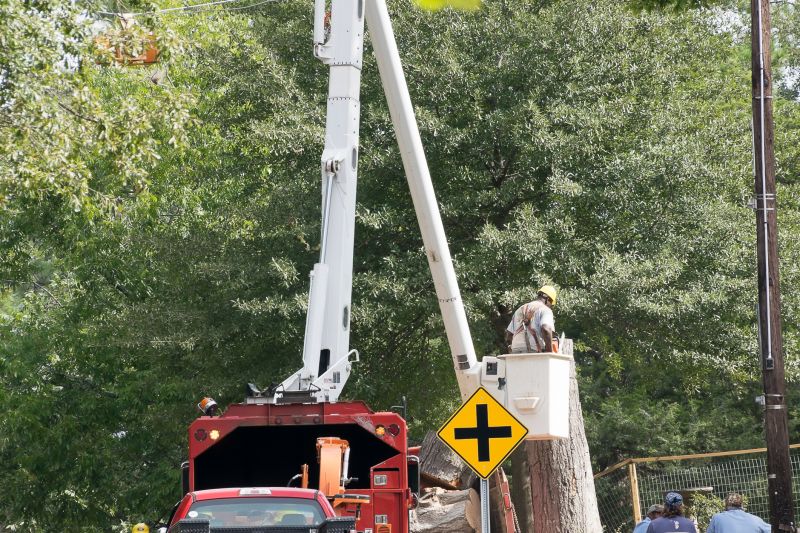 Commercial Tree Removal in Reno, NV
