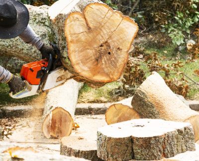 Commercial Tree Removal in Doylestown, PA