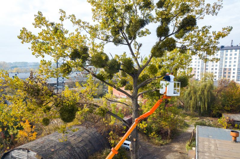 Commercial Tree Service in San Jose, CA