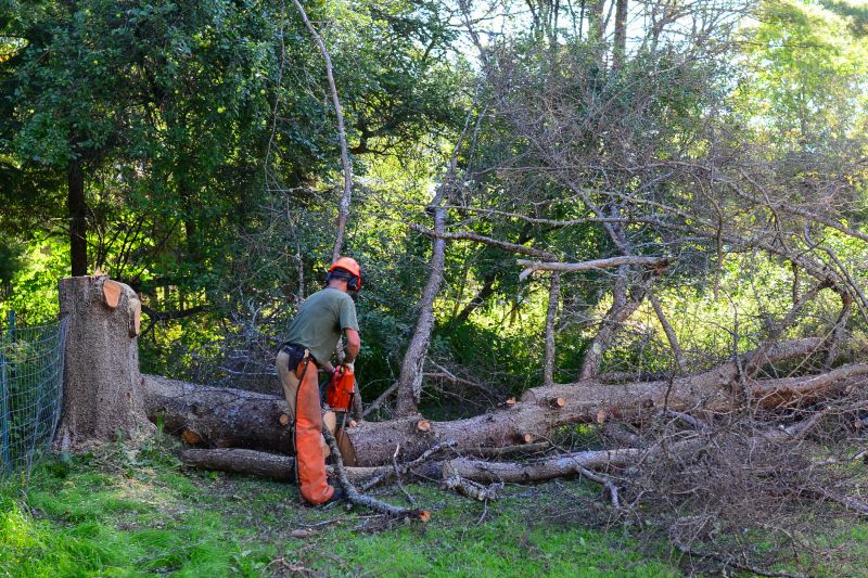 Commercial Tree Service in San Jose, CA