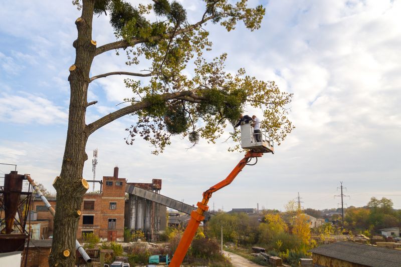 Commercial Tree Service in Aiken, SC