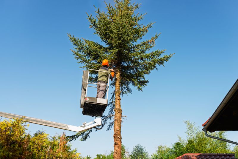 Commercial Tree Trimming in Aiken, SC