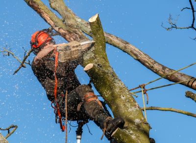 Commercial Tree Trimming in Aiken, SC