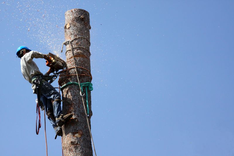 Commercial Tree Trimming in Allentown, PA