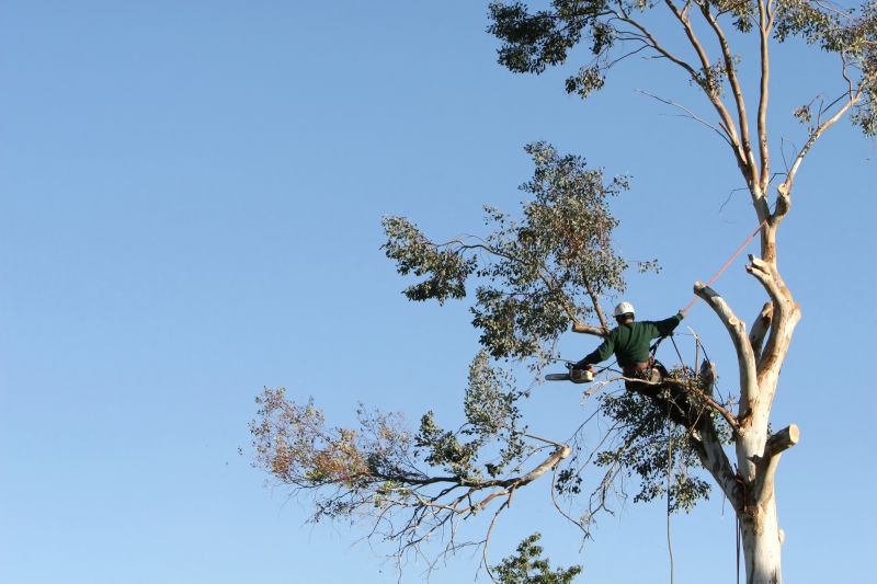 Commercial Tree Trimming in Reno, NV