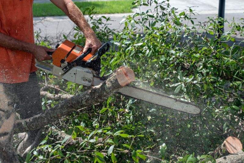 Commercial Tree Trimming in Denver County, CO