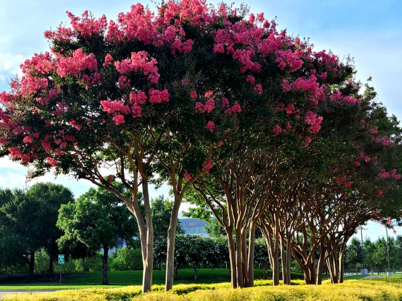 Crape Myrtle Pruning in Aiken, SC