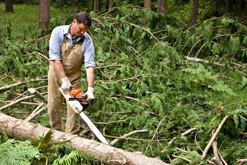 Cypress Tree Removal in Aiken, SC