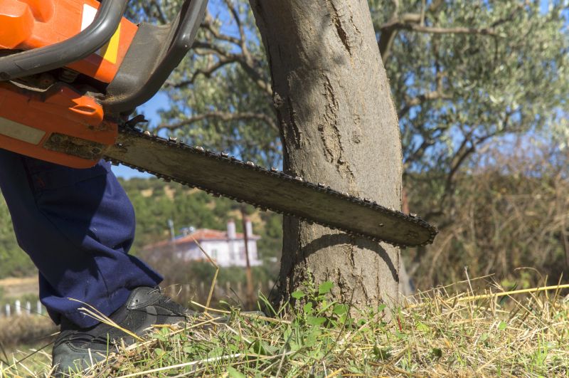 Cypress Tree Removal in San Jose, CA