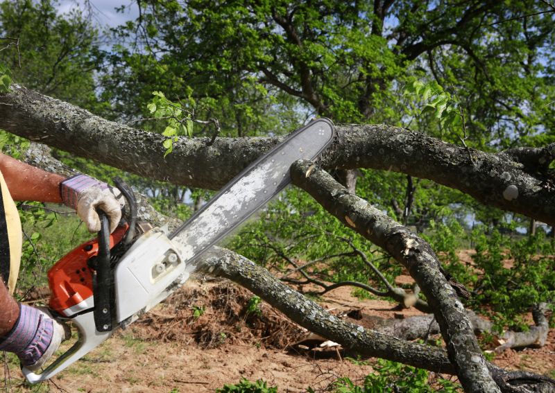 Cypress Tree Removal in Allentown, PA