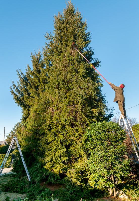 Cypress Tree Trimming in Doylestown, PA