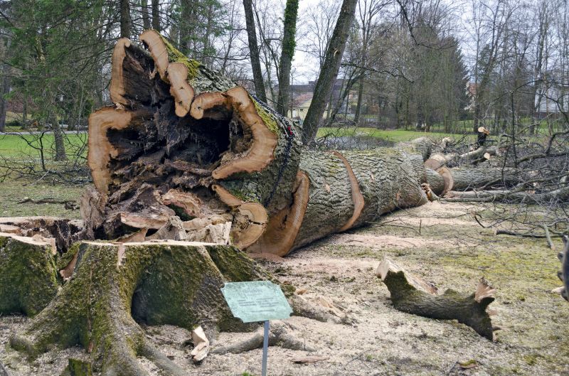Dead Tree Removal in Pottstown, PA