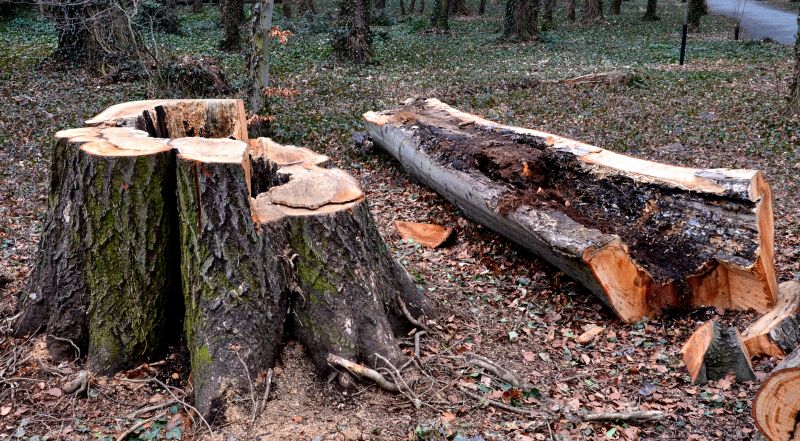 Dead Tree Removal in Montgomery County, PA