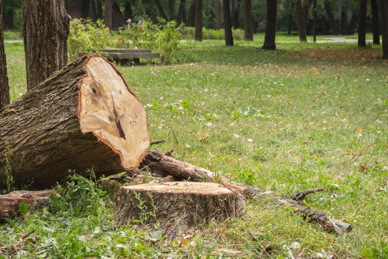 Dead Tree Removal in San Jose, CA