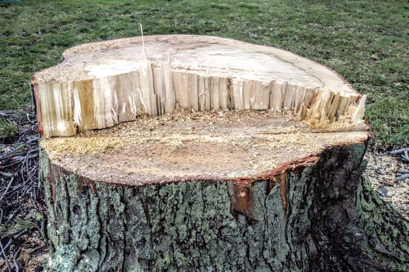 Dead Tree Removal in San Jose, CA