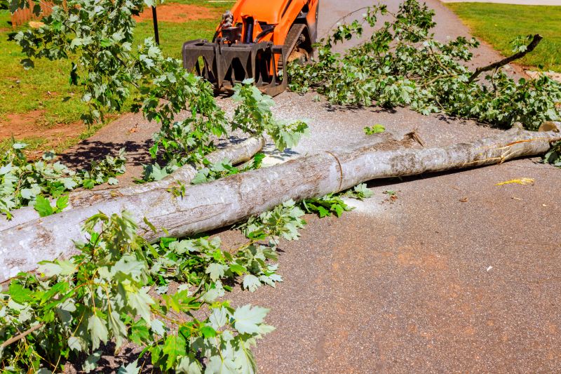 Dead Tree Removal in San Jose, CA
