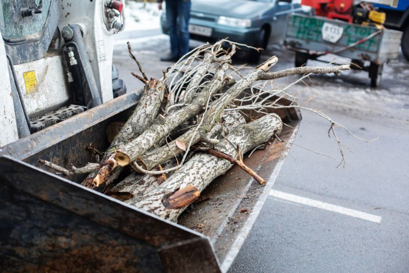 Deadwood Removal in San Jose, CA