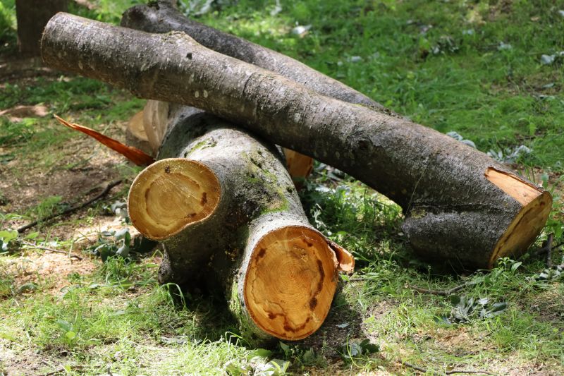 Deadwood Removal in San Jose, CA