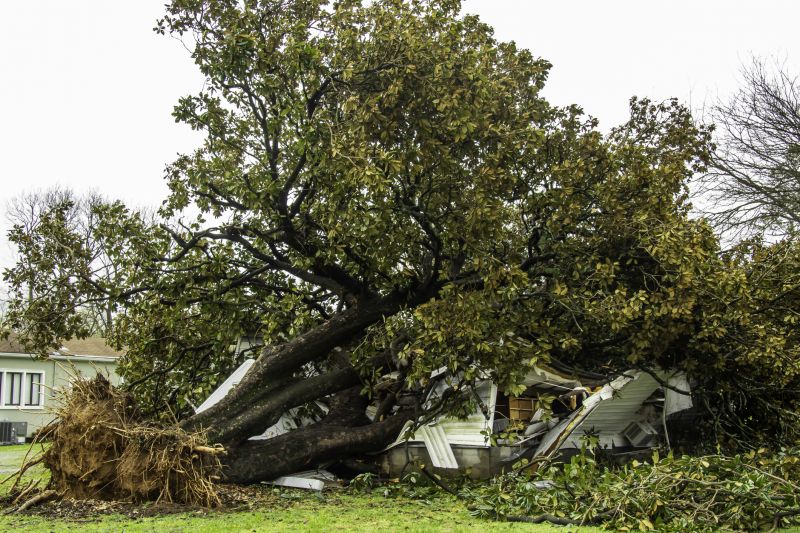 Fallen Tree Removal in Reno, NV