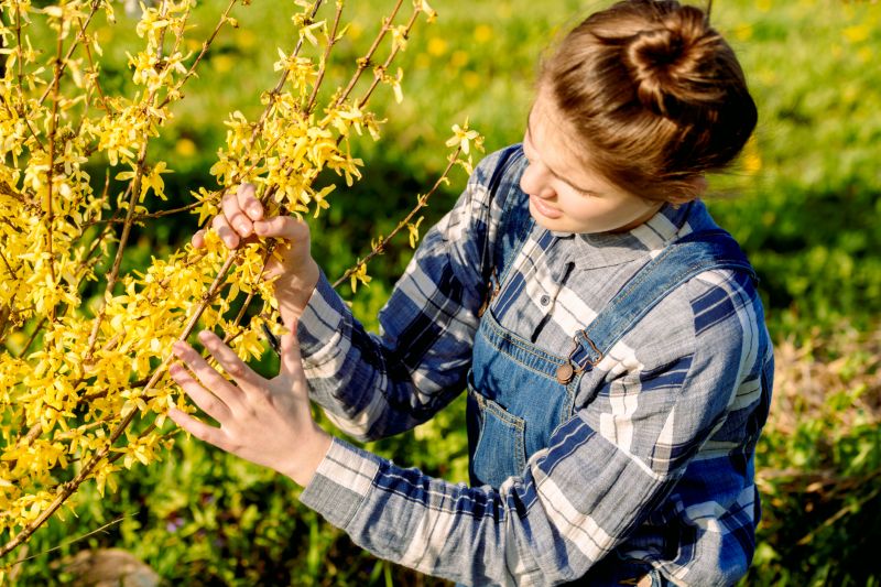 Forsythia Pruning in Ventura County, CA