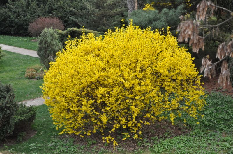 Forsythia Pruning in Ventura County, CA