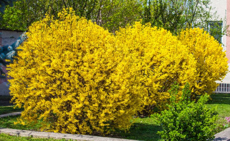 Forsythia Pruning in Ventura County, CA