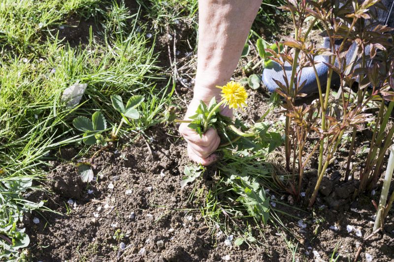Garden Deweeding in Honolulu, HI