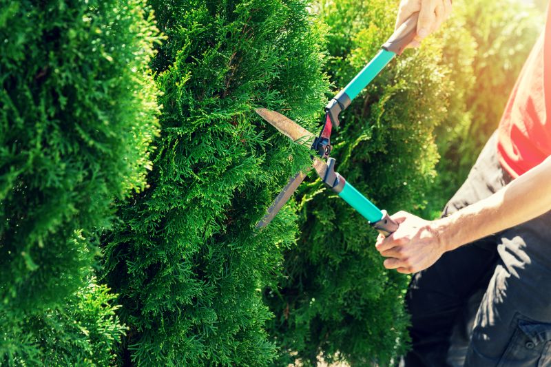 Hedge Shaping Service in Aiken, SC