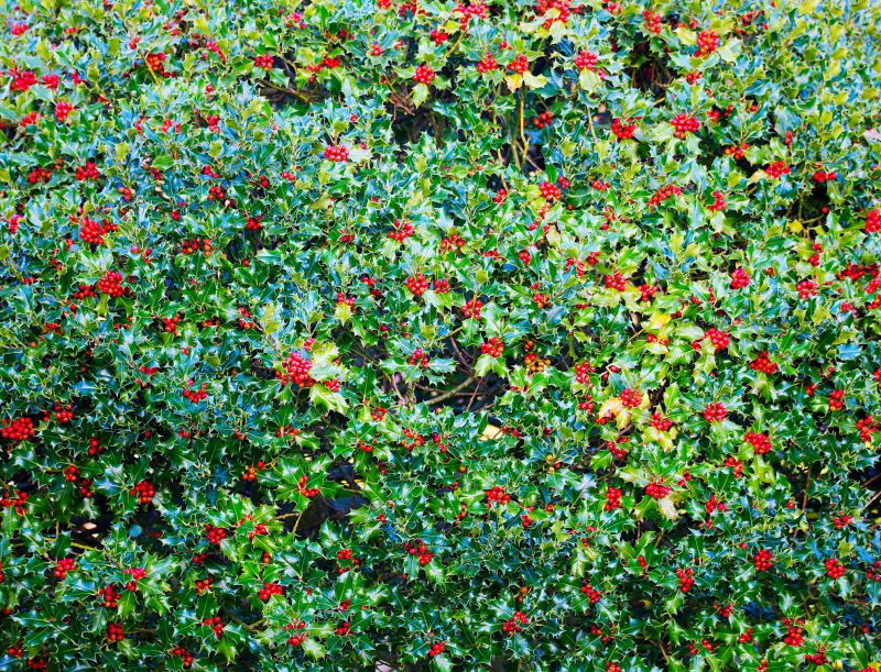Holly Bushes Trimming in Aiken, SC