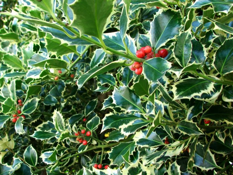 Holly Bushes Trimming in Aiken, SC