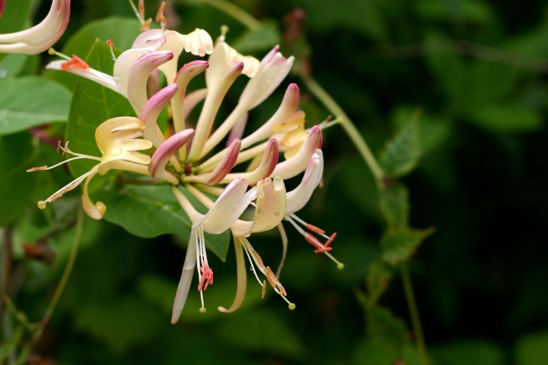 Honeysuckle Trimming in Ventura County, CA