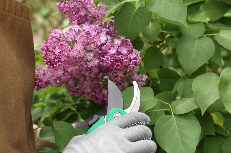 Hydrangea Pruning in Ventura County, CA