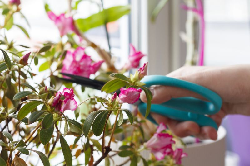 Hydrangea Pruning in Ventura County, CA