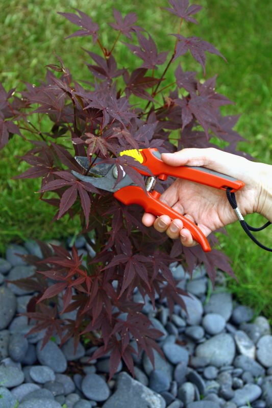 Japanese Maple Pruning in San Jose, CA