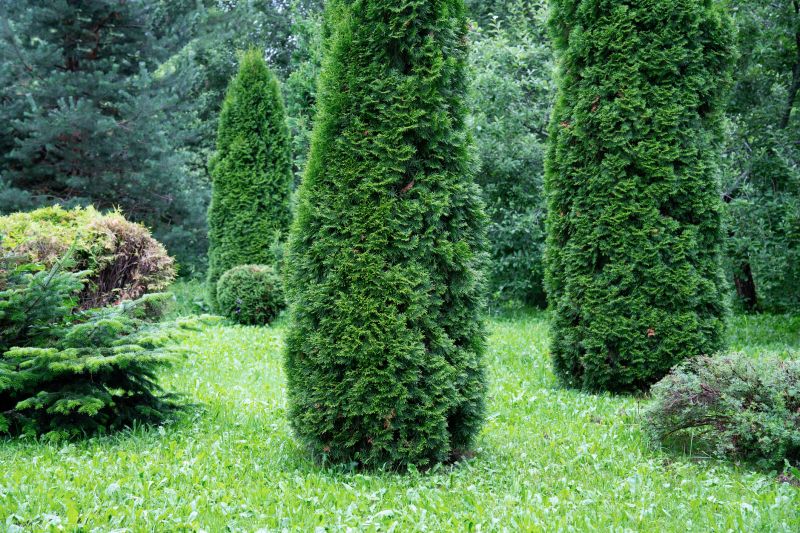 Juniper Trimming in Aiken, SC